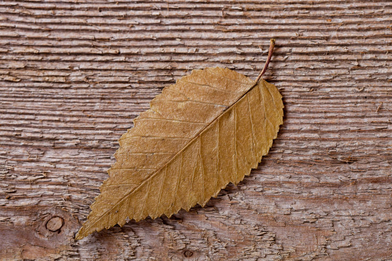 High angle view of dry leaf on wooden table