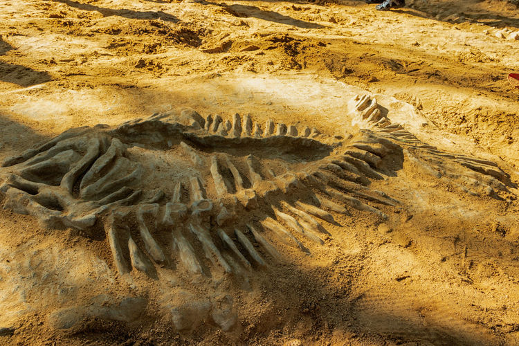 Fossilized bones of a skeleton in the sand.