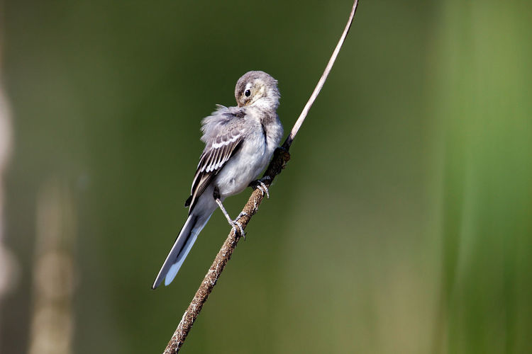 Young white wagtail on bullrush
