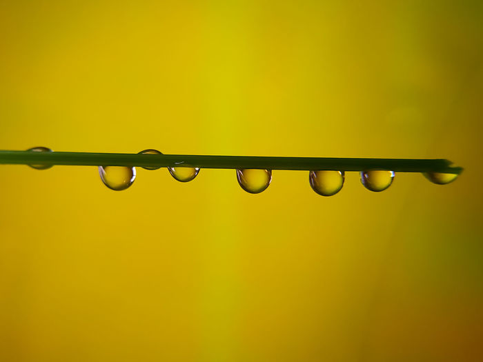 Water drops on grass stalk on yellow background