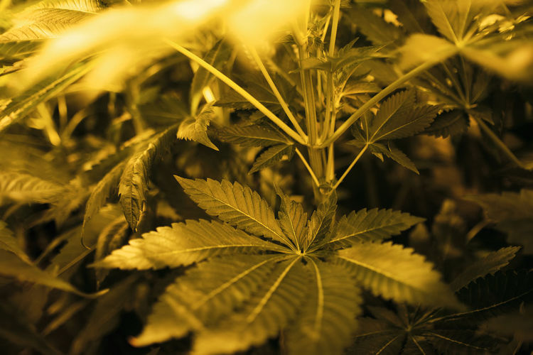 Illegal marijuana planting indoors at home