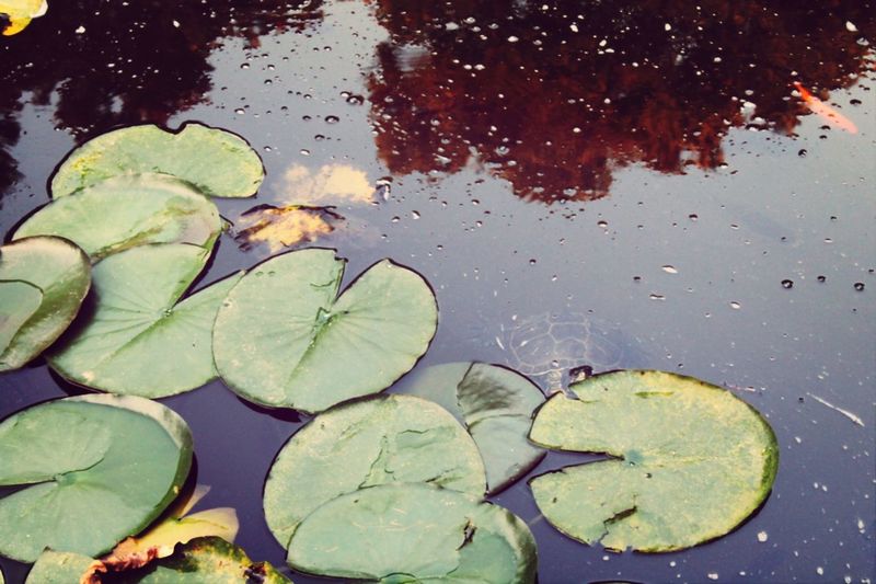 Leaves floating on pond
