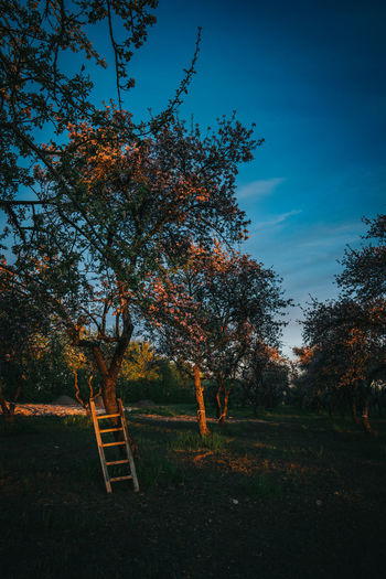 Trees on field against sky