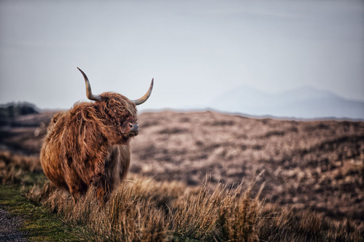 Highland cow in a field