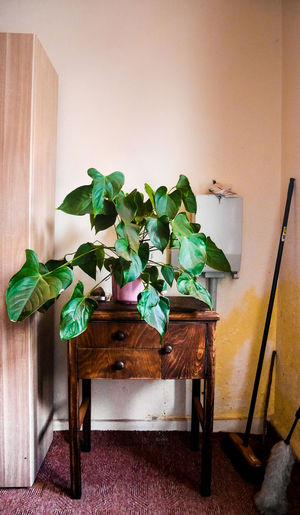 Potted plant on table at home