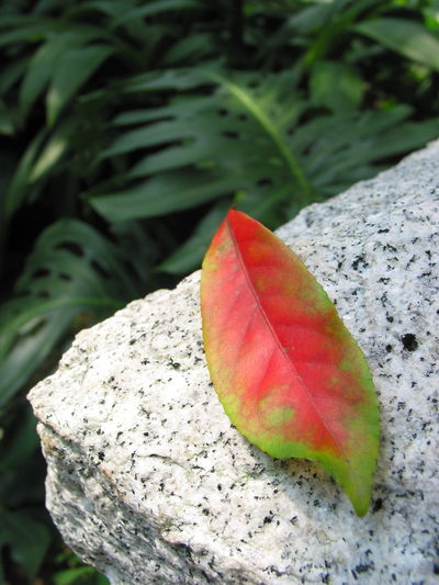 Close-up of leaves