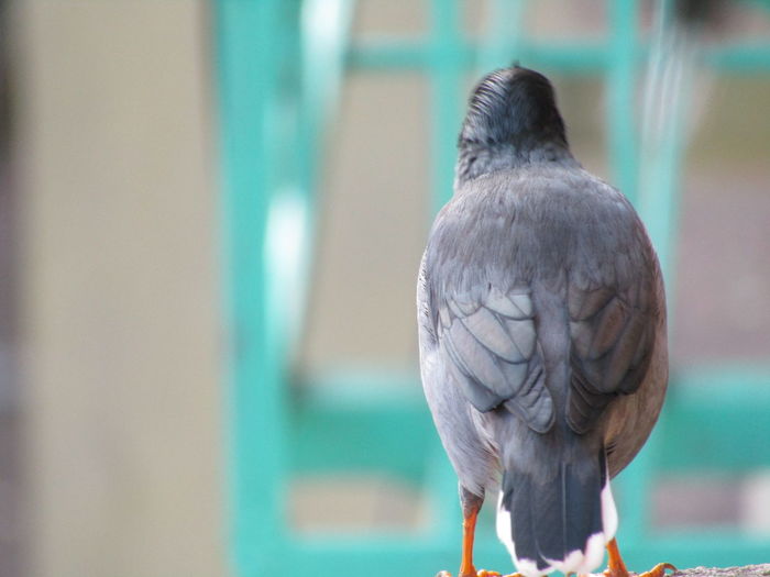 Rear view of bird perching