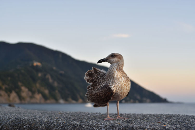 Seagull with sea and sunset background