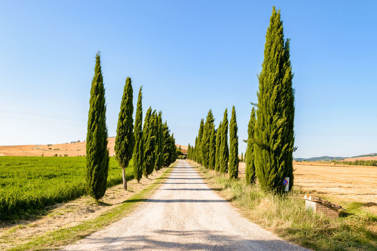Dirt road along plants and trees against sky