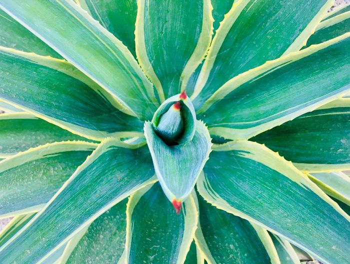 Full frame shot of succulent plant