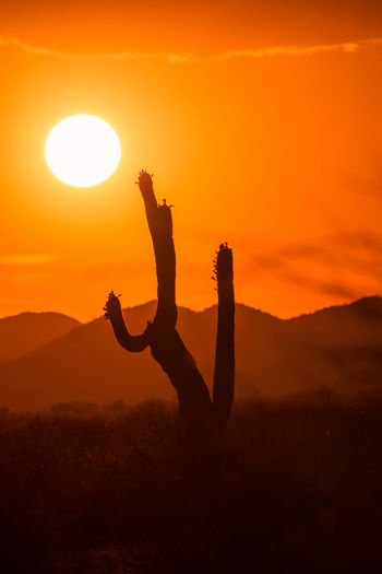 Sun sets in fire red sky behind saguaro cactus. vertical image.