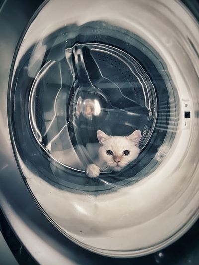 Portrait of cat seen through machine