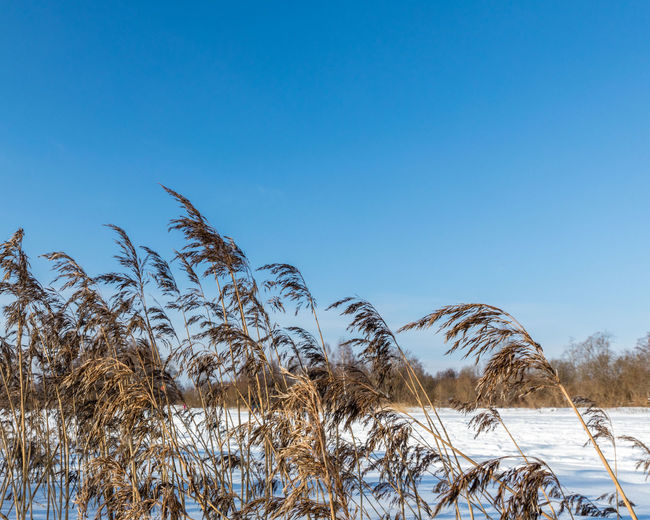 Plants on snow covered land against clear blue sky