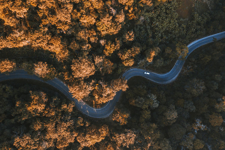 Aerial view of road amidst trees