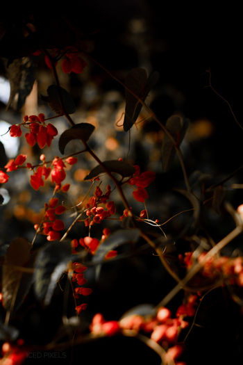 Close-up of berries growing on tree at night