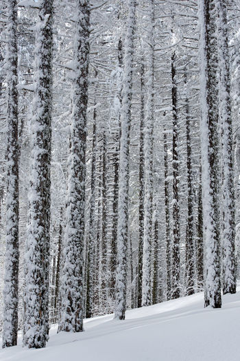snow