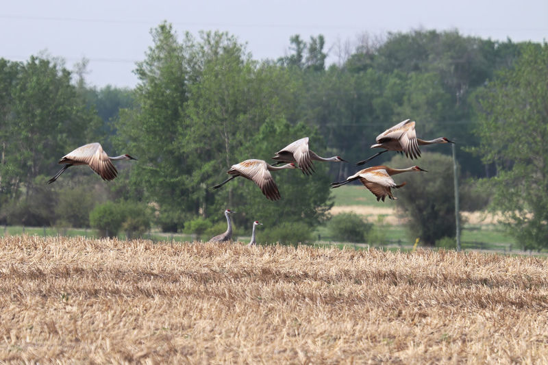 A flock of sandhill cranes in flight