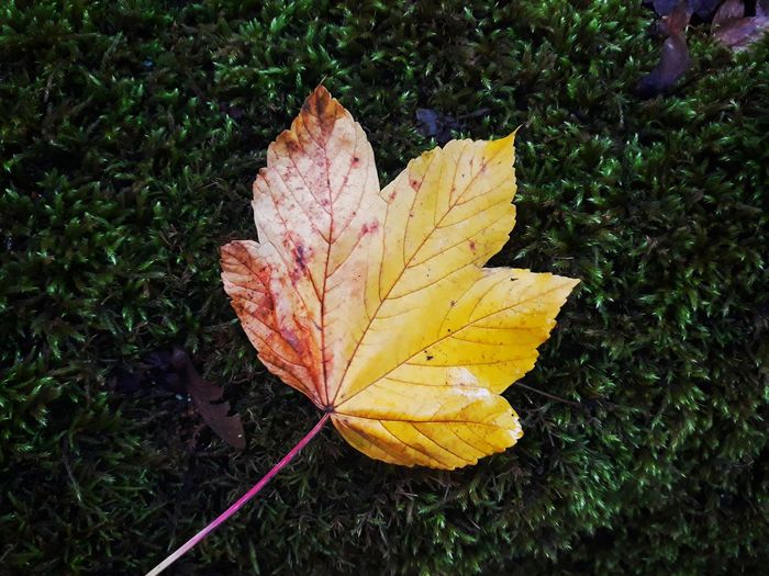 Close-up of yellow maple leaf on grass