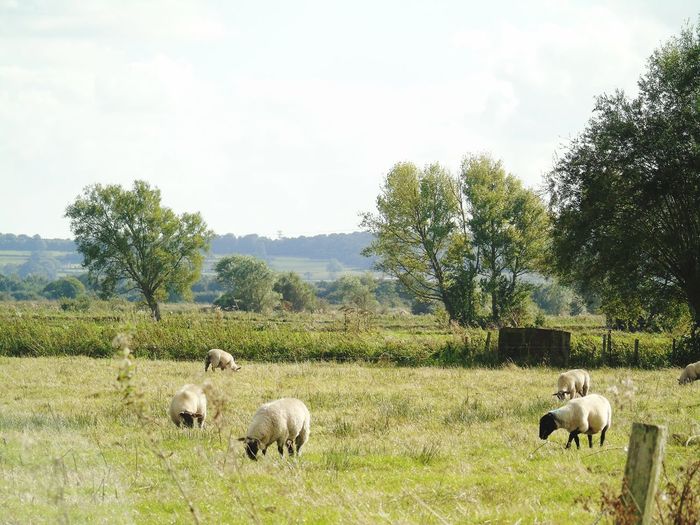 Sheep grazing on grassy field against sky during sunny day