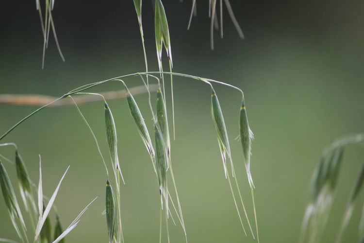 Close-up of grass seed heads