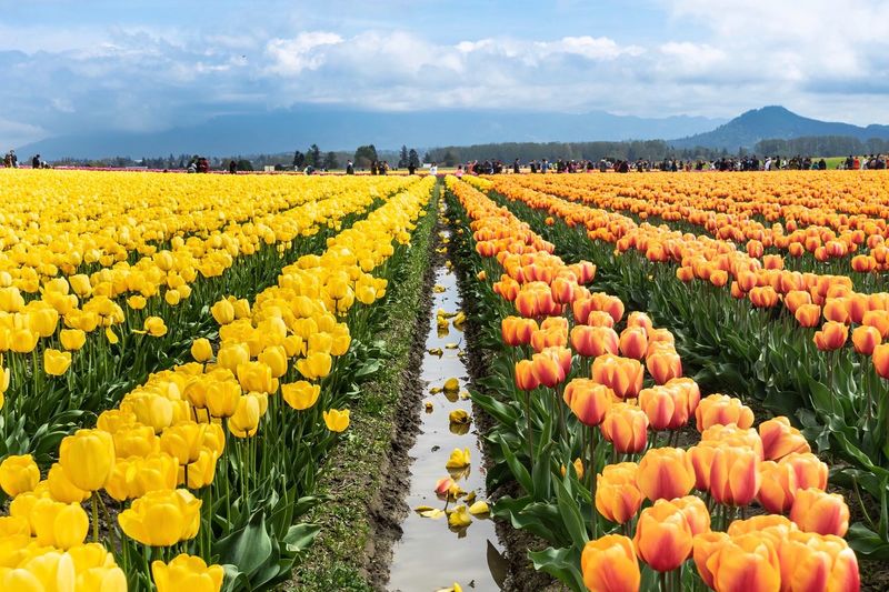 View of yellow tulips growing in field