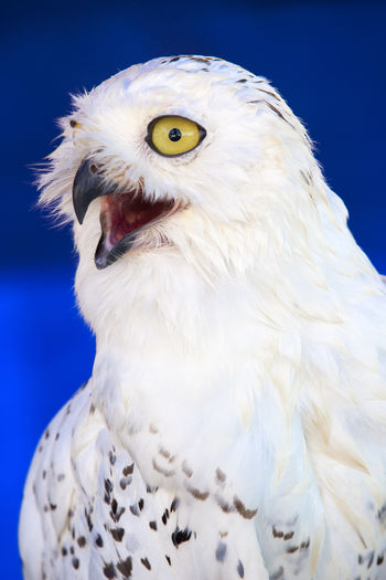 Close-up of white owl