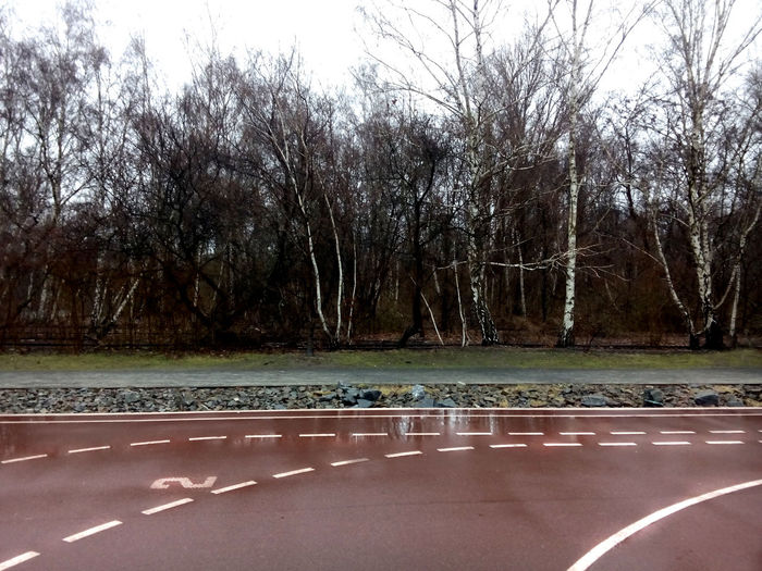 Empty road along trees