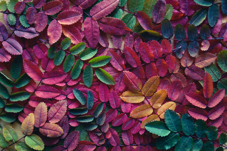 Autumn fallen leaves background, full-frame texture of multicolored fall leaves