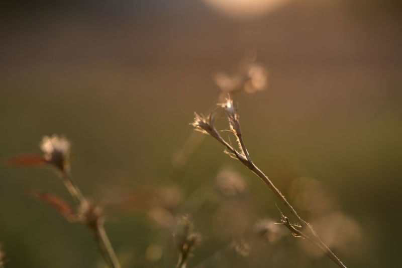 Close-up of wilted plant in field