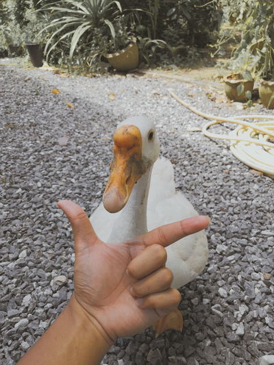 Cropped image of hand holding bird