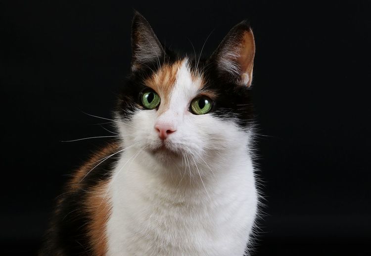 Close-up portrait of a cat against black background