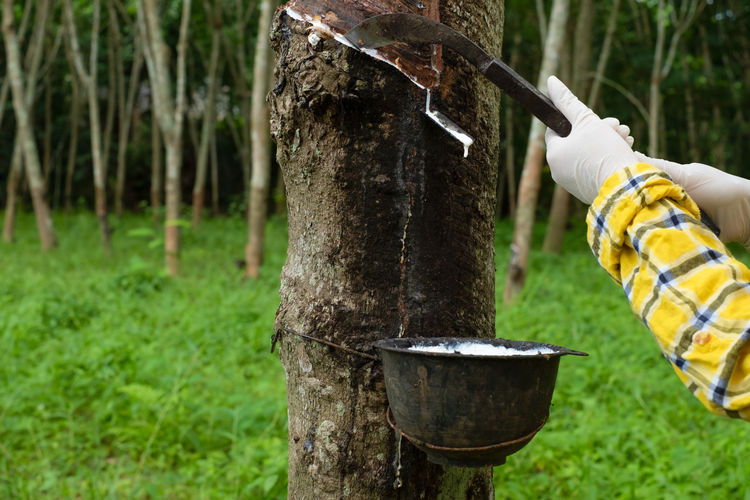 Fresh milky latex flows from para rubber tree into a plastic bowl