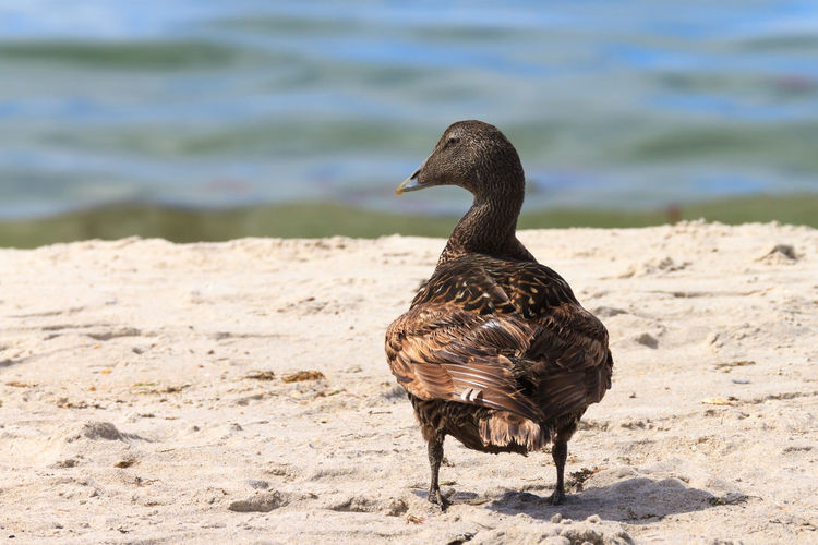 Duck on rock at beach