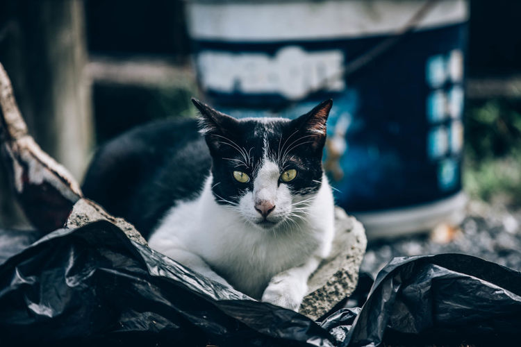 Portrait of cat resting outdoors