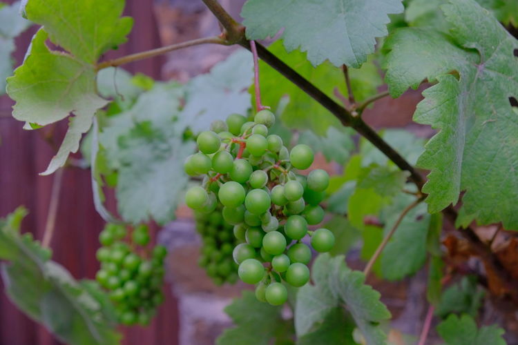 Close-up of grapes growing on plant
