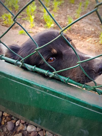 Close-up of dog seen through metal fence