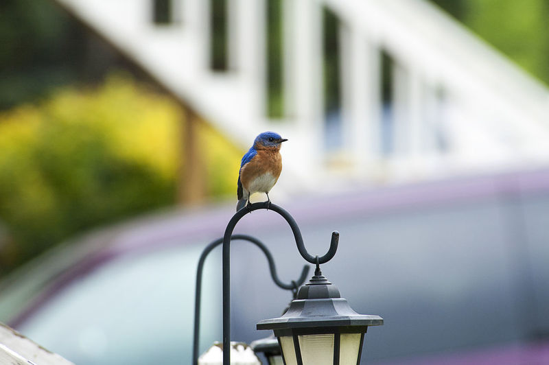 Close-up of eastern bluebird perching on lamp