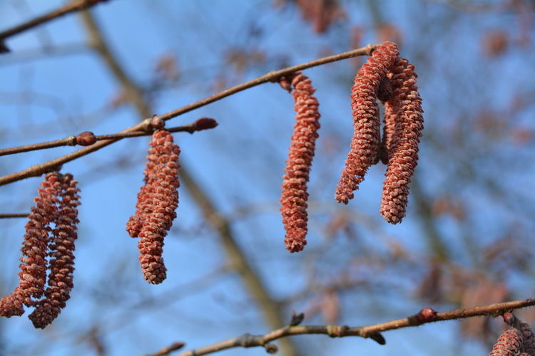 Low angle view of catkins against sky