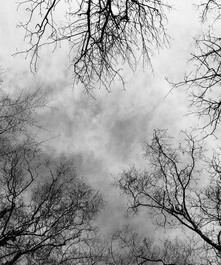 Low angle view of bare trees against sky
