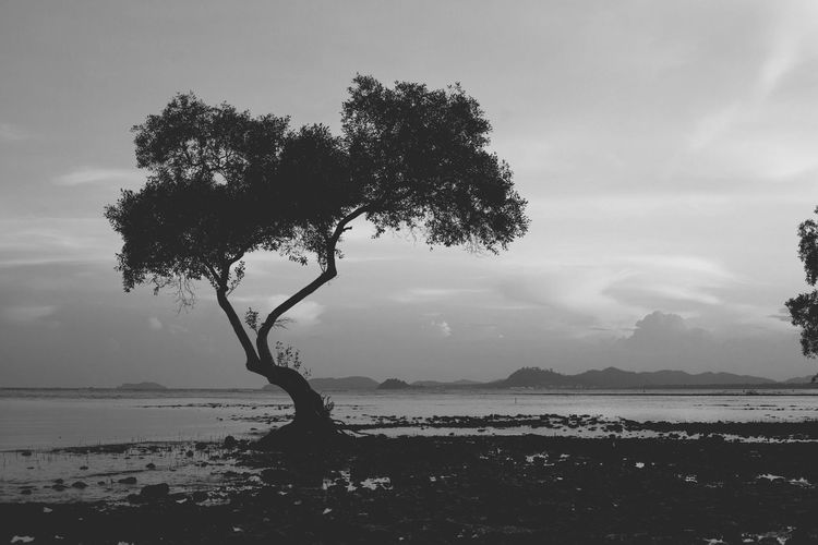 Tree on shore against sky