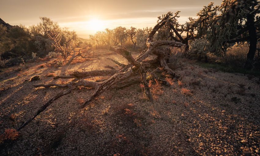 Deadwood laying in desert area during sunrise