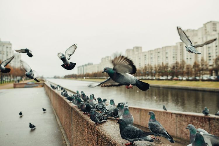 Pigeons by river in city