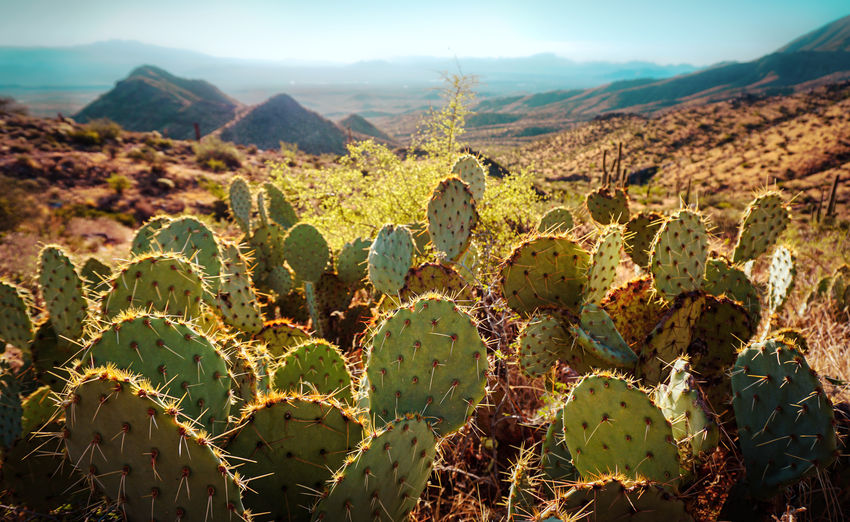 Cactus plants growing on land