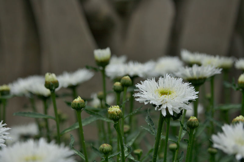 Close-up of fresh white flowers blooming outdoors
