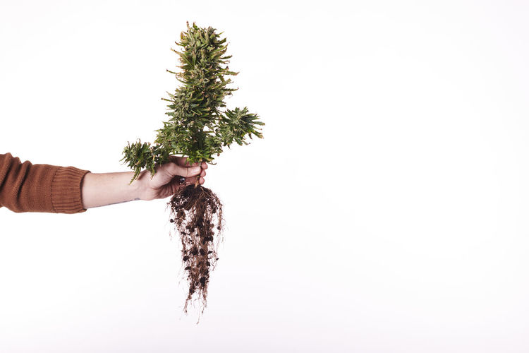 A hand holding a marijuana plant with roots on white background