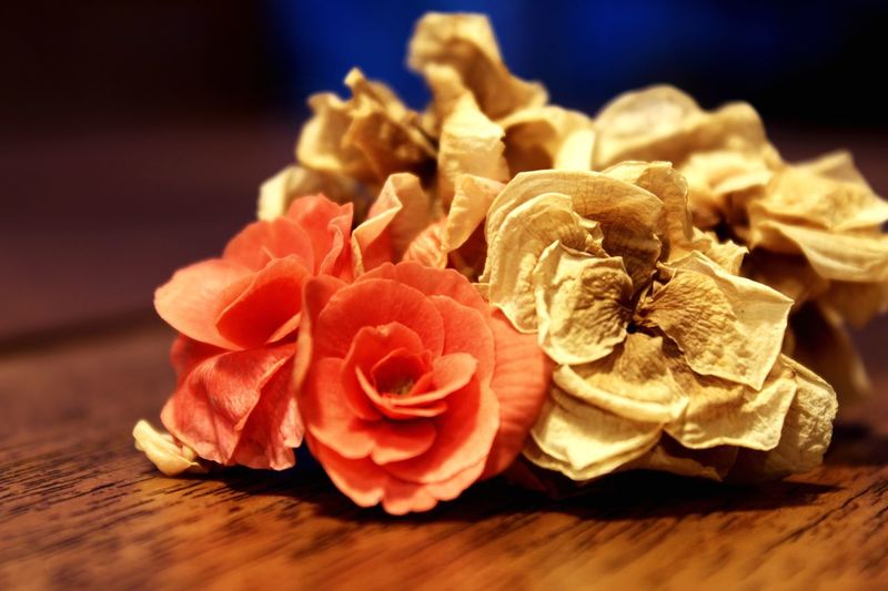 Close-up of roses on table