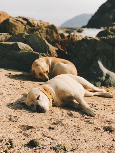 Dog sleeping on rock at beach