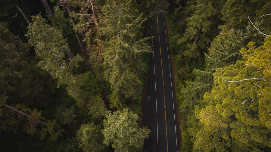 High angle view of mountain road amidst trees in redwood forest california national park 