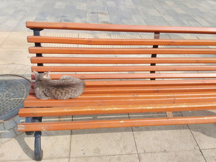 High angle view of cat on bench