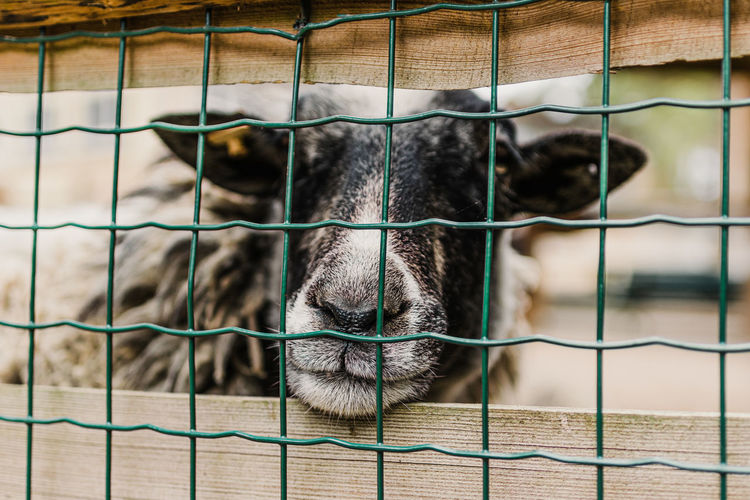 Close-up of sheep behind fence